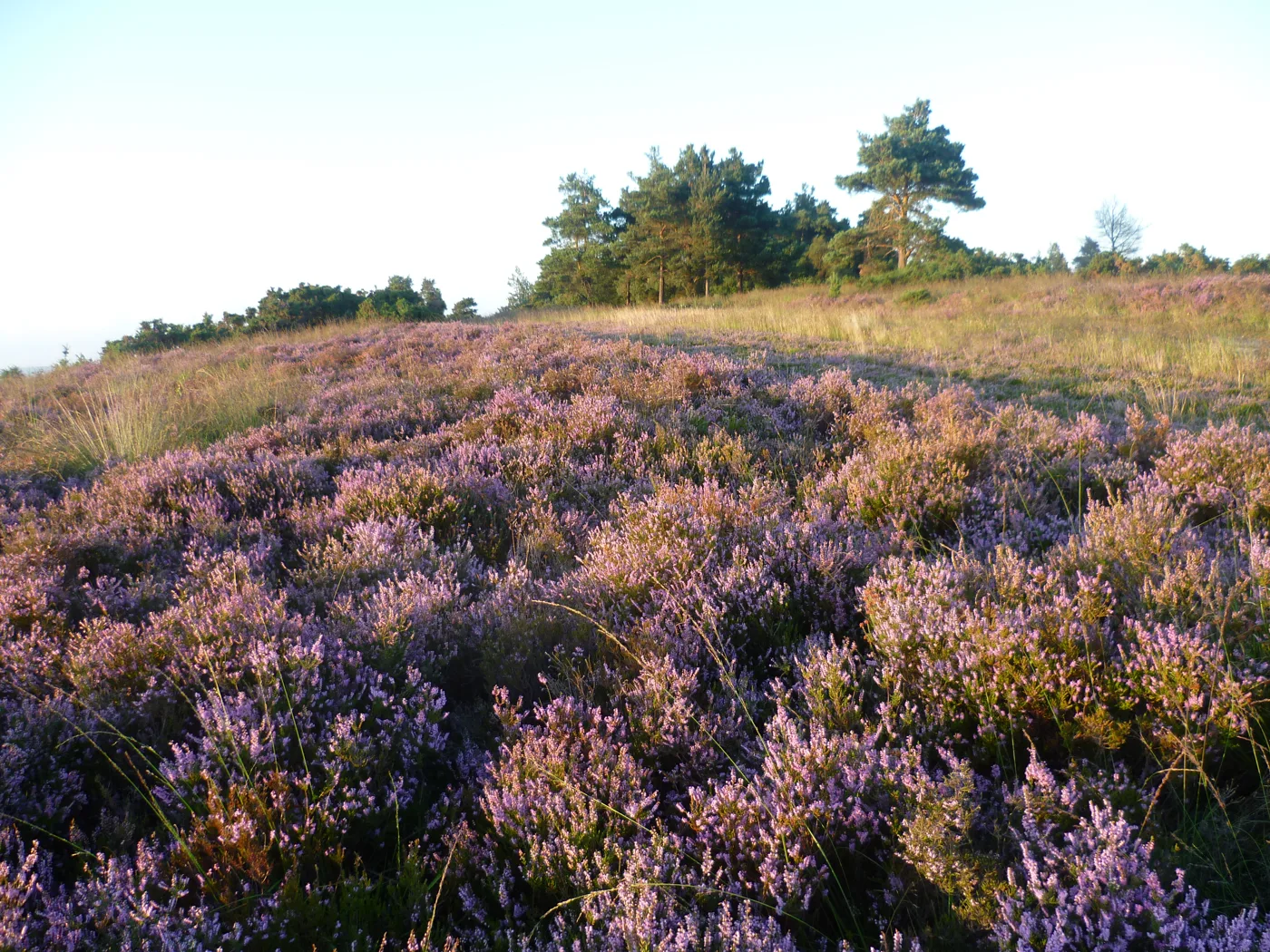 Heather in flower on Ashdown Forest, which is at its best in August